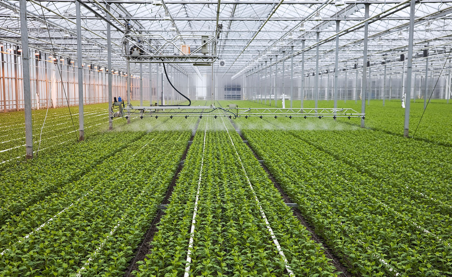 The interior of a large greenhouse.